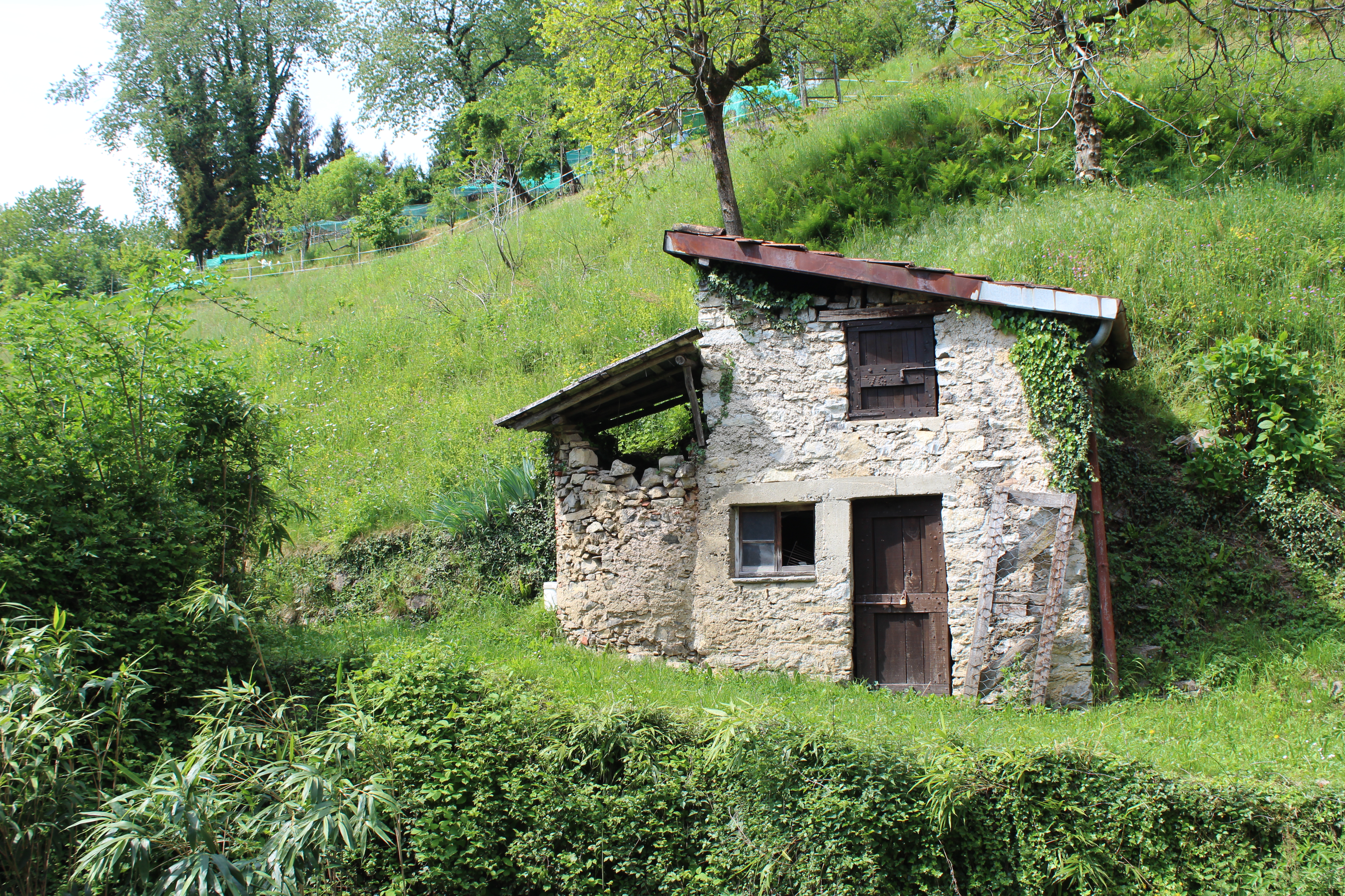 Dettaglio di Nesolio